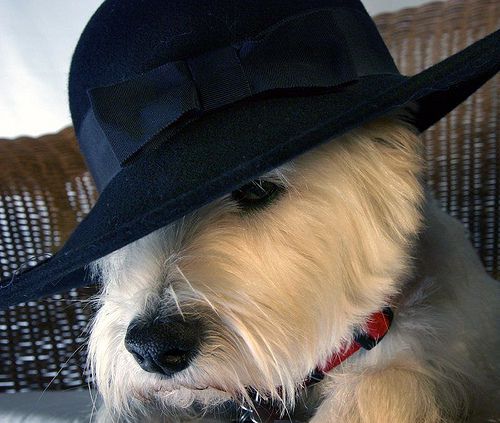 3439080345_87b00b1485.jpg 3439080345_87b00b1485.jpg