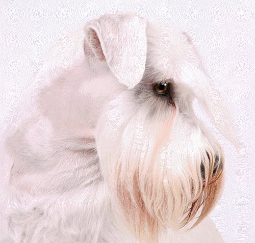 anigif3.gif anigif3.gif